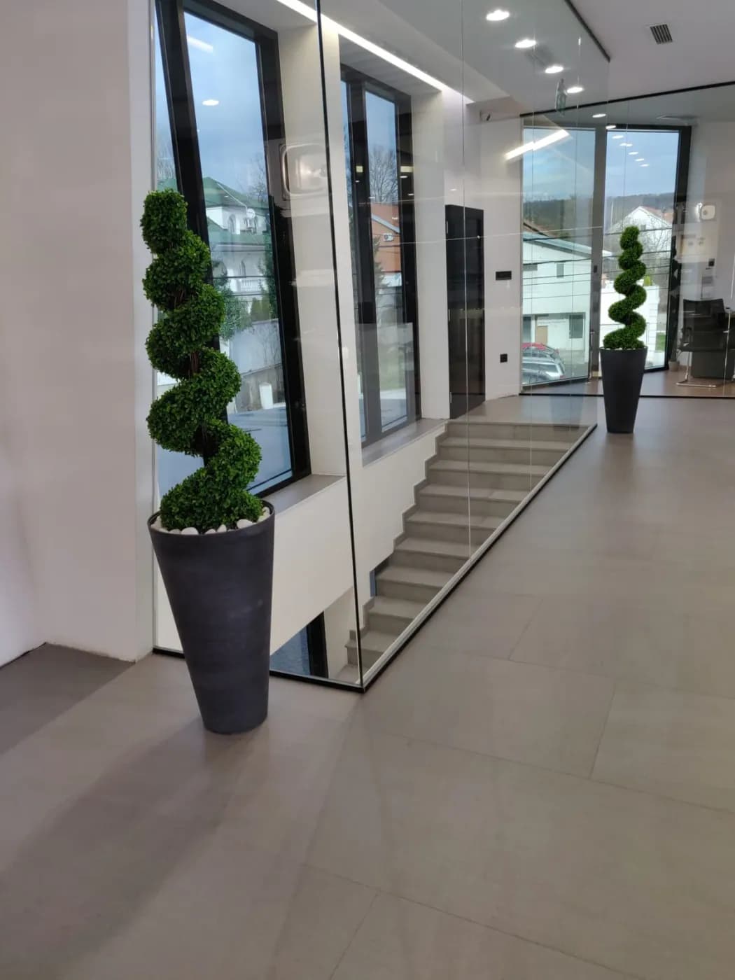 Spiralno oblikovana biljka u saksiji