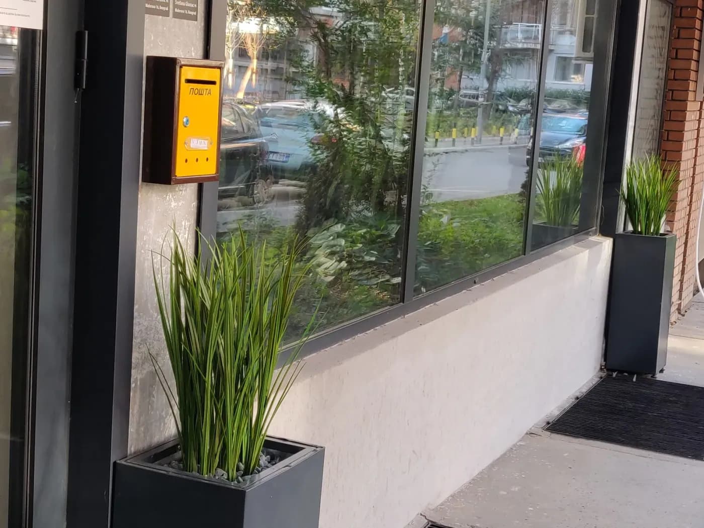 Visoke trave u saksiji pored prozora