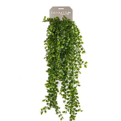 Ficus pumila 80cm