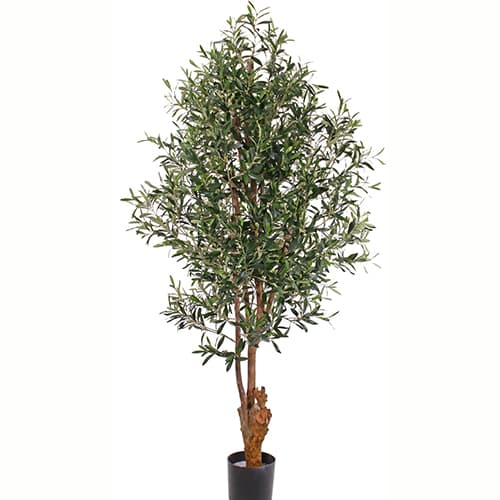 Drvo masline 170cm UV