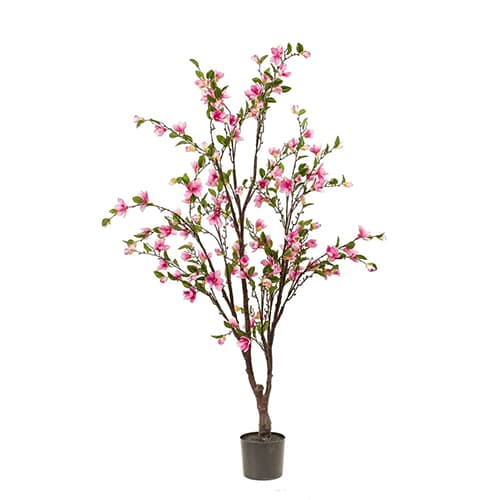 Drvo Magnolia