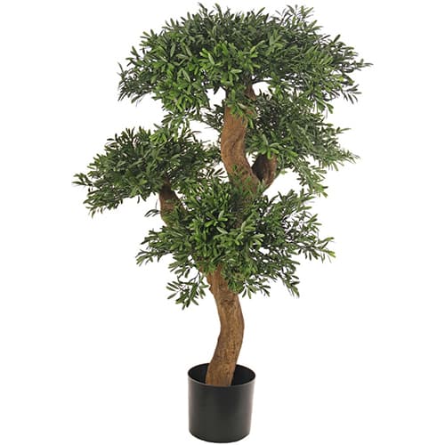 Bonsai