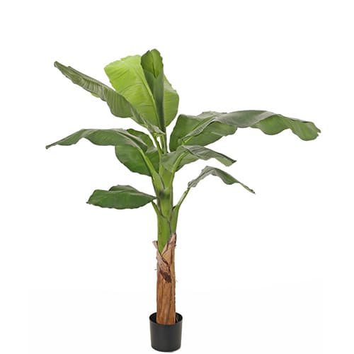 Banana drvo