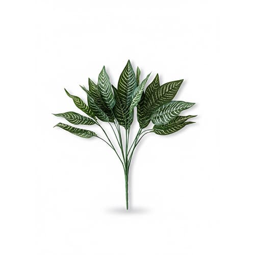 Dracena