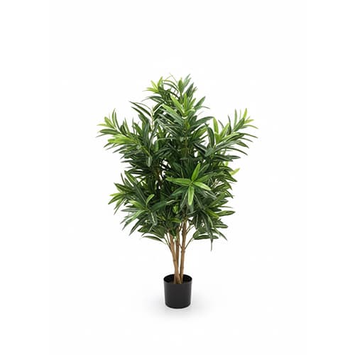 Croton goldfinger