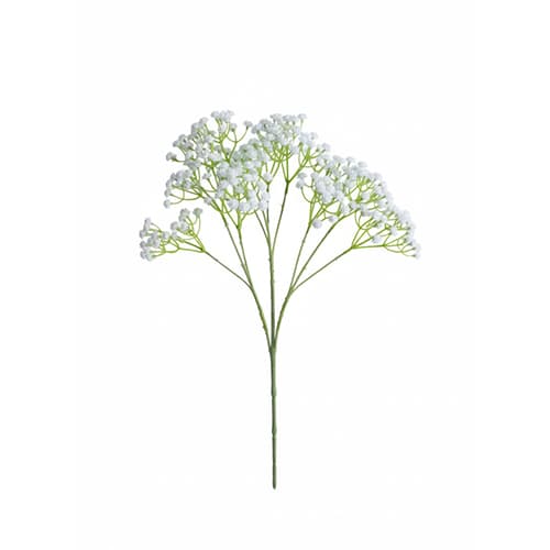 Alium grana