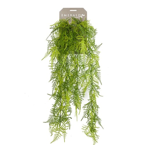 Asparagus  plum 80cm