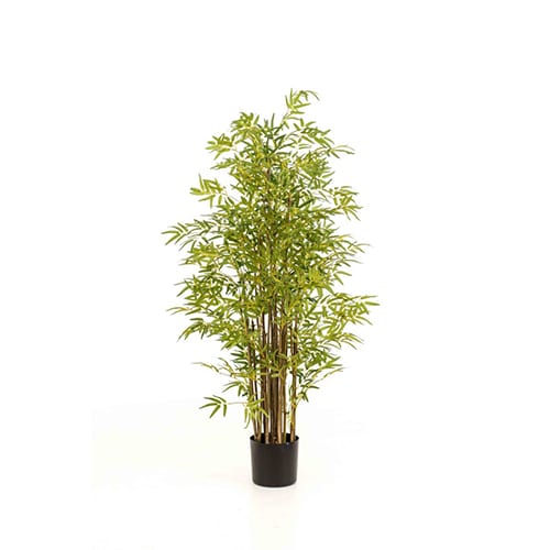 Bambus 150cm
