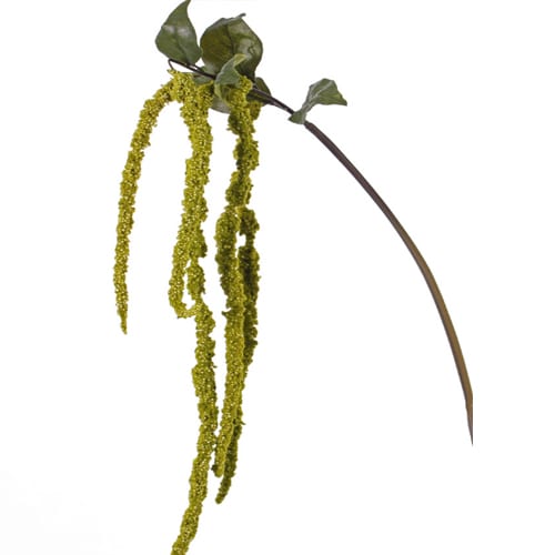 Amarantus 125cm