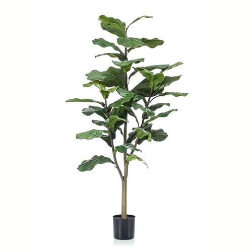 Ficus Lyrata 120cm
