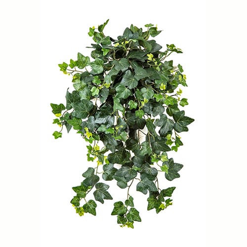Ivy Hanging Bush UV