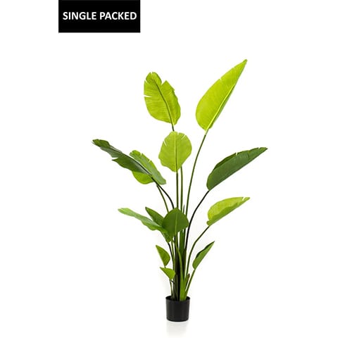 Strelitzia nicolai 150cm