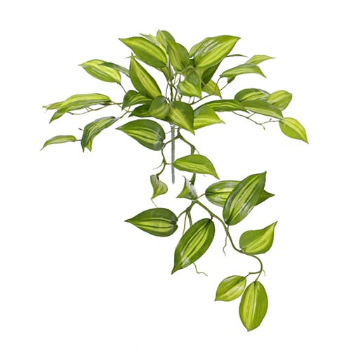 Vanilla Planifolia