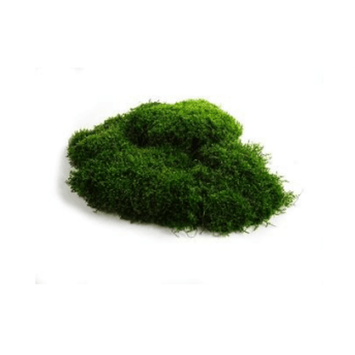 Dugačka mahovina