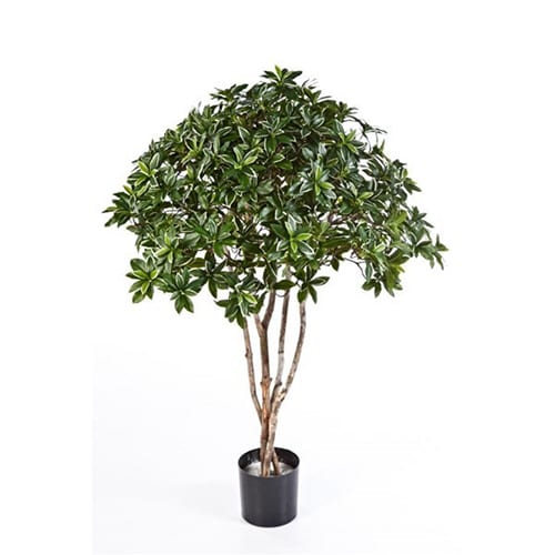 Evonimus drvo 120cm
