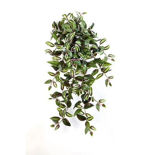 Lozica šarenolisna 70cm