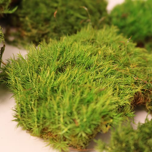 Provance moss tamna