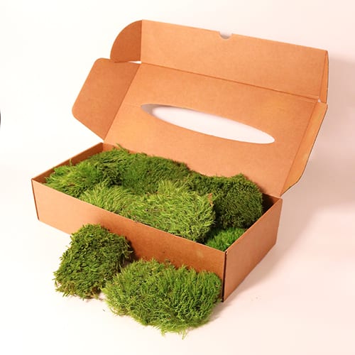 Provance moss svetla