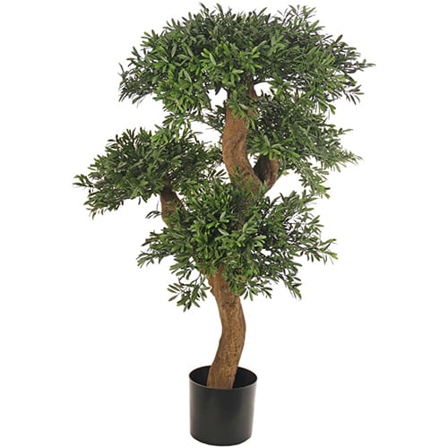 Bonsai