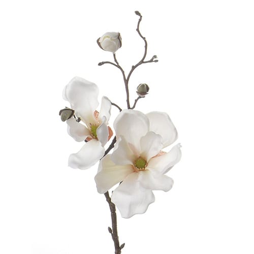 Magnolia