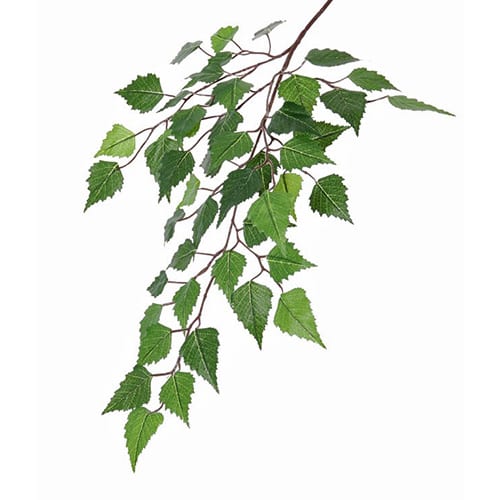 Brezina grana
