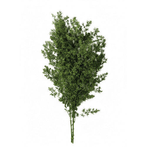 Mina fern