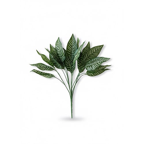 Dracena
