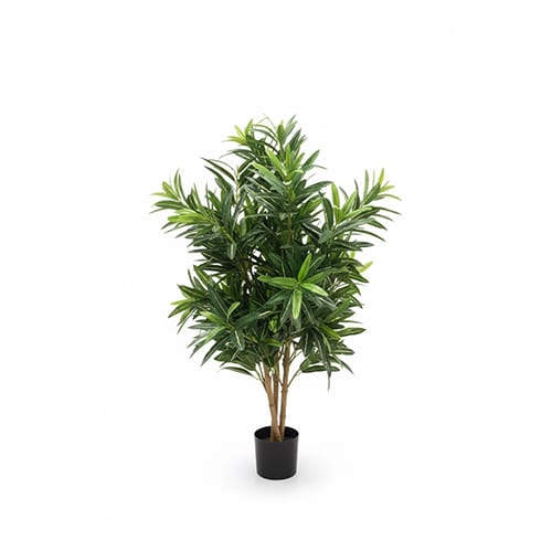 Croton goldfinger