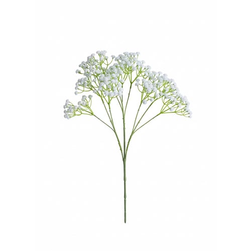 Alium grana