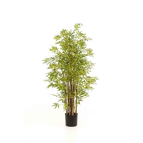 Bambus 150cm