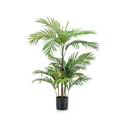 Palma fenix 90cm