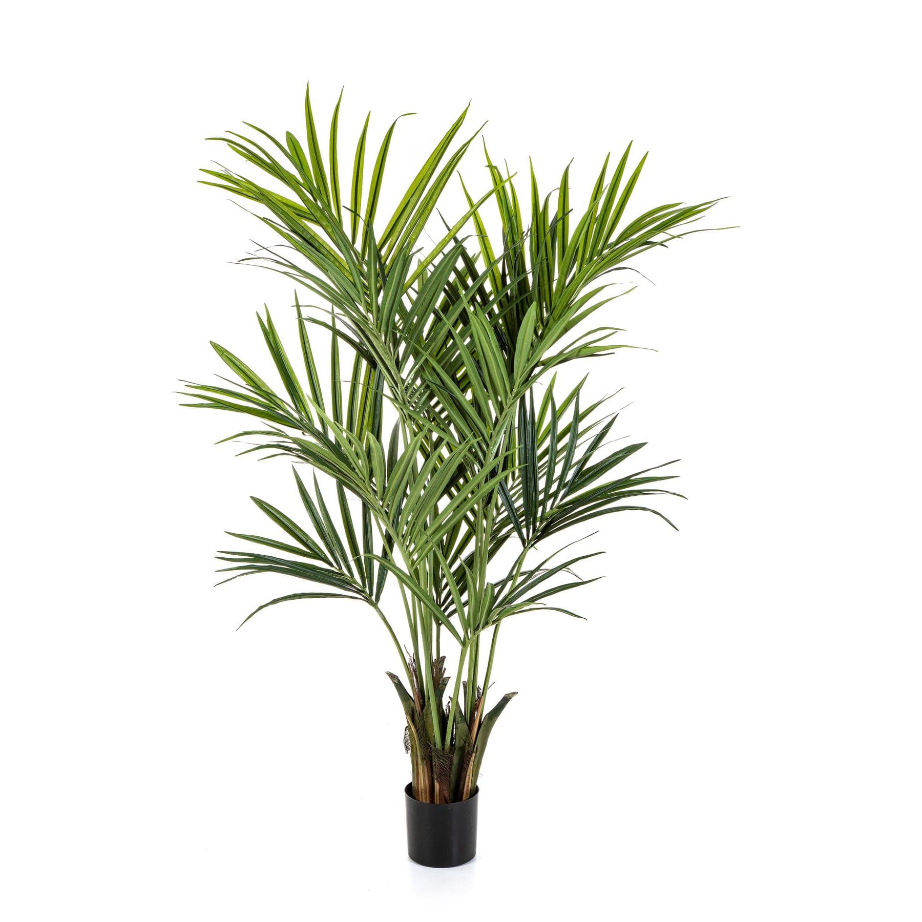 Kentia Palm