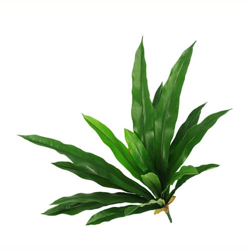 Asplenium UVsafe