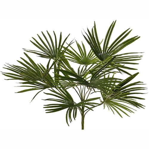 Baby Palm 50cm UV