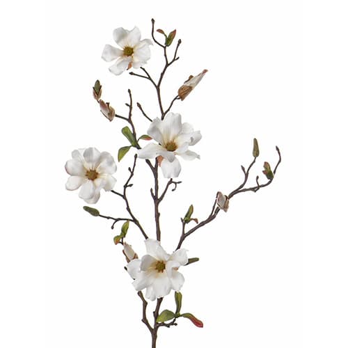 Magnolia 75cm