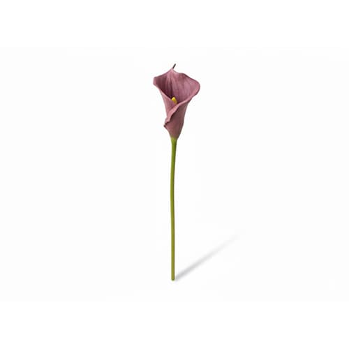 Ljubičasta Calla